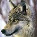 Gilbert Wolf - Facebook