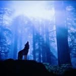 Tricia Wolfe Gilbert - @triciawolfegilbert - Instagram