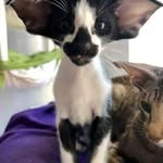 Gilbert woods - @gilbertwoods356 - Instagram