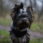 Gilbert - @gilbert_yorkie - Instagram