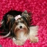 Gilbert Yorkies - @gilbertyorkies - Instagram