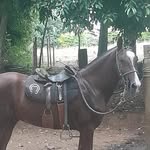 Gilberto Henrique Avelar - @gilbertoavelaravelar - Instagram