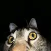 gilbertobahena64 - @gilby_fat - TikTok