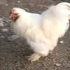 Gilberto Moreno Ramos - @gilberto.moreno.r - TikTok