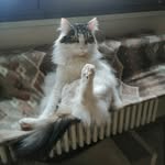 Gilberto Morini - @gilbertomorini1953 - Instagram