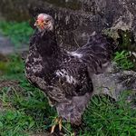gilberto padron - @mi_mascota_consentida1 - Instagram