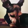 Tito - @gilbertoquinones10 - TikTok