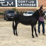 Gilberto Rincon - @gilberto.rincon.332 - Instagram