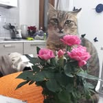 Gilda,Cookie,Sky - @animalbrothersinitaly - Instagram