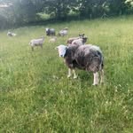 Giles Cooper - @gilescooper83 - Instagram