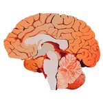 Gill Brown - @neurographical - Instagram