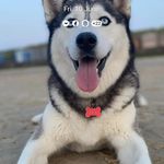Gill Waller - @huskynanna - Instagram