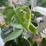 Gillian Arnold - @_strawberry_iris_ - Instagram