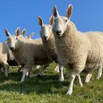 Gillian Barber - @thescuttishillflock - Instagram