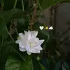 Gillian_bee - @gillian_bee - TikTok