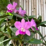 Gillian Carr Cato - @gccat0 - Instagram