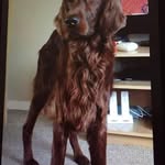 Gillian Chambers - @gillian.chambers.5 - Instagram