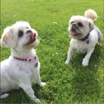 Gillian Charlton-Craig - @gillian_charlton_craig - Instagram