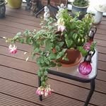 Gillian Dee - @mycatdomino - Instagram