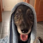 Its a dog’s life - @gilliandee6 - Instagram