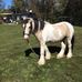 Gillian Dodson - Facebook