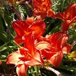 Gillian Evans - @gillianevans40 - Instagram