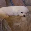 Gillian Fields - @gillian.fields4 - TikTok