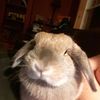 Gillian Fraser  - @bunnyluvr1610 - TikTok