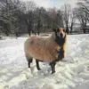 Gillian Green - @gillian.green90 - TikTok