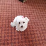 Gillian Hedges - @gillianhedgesnz - Instagram