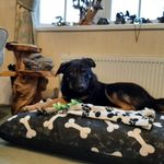 Gillian Hicks - @nbjasmineweyr - Instagram
