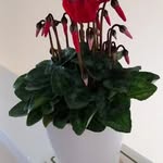 Gillian Howell - @gillianrahowell - Instagram