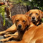Gillian Johnston - @gillianjohnston - Instagram