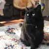 gillian_lester - @gillian_lester - TikTok
