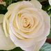 Gillian Nicholson - Facebook