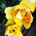 Gillian Nicholson - Facebook