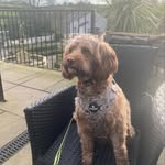 Gillian Pearson - @mollypdoodle - Instagram
