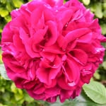 Gillian Squire - @gillian.squire.77 - Instagram