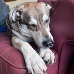 Gillian Stark - @dexdog12 - Instagram