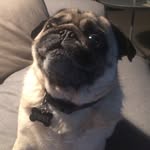 Gillian Sutherland - @pugslife - Instagram