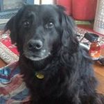 Gillian Thompson Templeton - @templetongillianthompson - Instagram