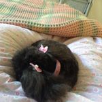 Gillian Williams - @tenby_teacake_ - Instagram