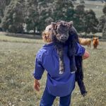 Gillian Wright - @stone_ridge_highlands - Instagram