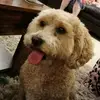 sillygilly - @gillianyates - TikTok
