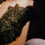 Goliath - @gilly_ford - Instagram