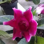 Gilma Duque - @gilmaduque49 - Instagram