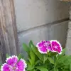 Gilma Lopez162 - @g.lopez95 - TikTok