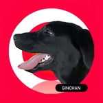 🐾黒ラブ銀ちゃんとおうちゴハン🐾 - @ginchan._.gram - Instagram