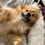 Tyler Liu - @gincheung96 - Instagram
