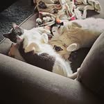 Gin Hill - @gin.hill - Instagram